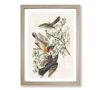 Big Box Art Thrush & Mountain Mocking Birds by John James Audubon Framed Wall Art Picture Print Ready to Hang, Oak A2 (62 x 45 cm)