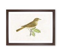 Big Box Art Thrush Nightingale Bird by Von Wright Framed Wall Art Picture Print Ready to Hang, Walnut A2 (62 x 45 cm)
