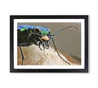 Big Box Art Tiger Beetle Insect Framed Wall Art Picture Print Ready to Hang, Black A2 (62 x 45 cm)
