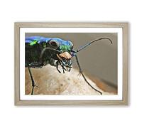 Big Box Art Tiger Beetle Insect Framed Wall Art Picture Print Ready to Hang, Oak A2 (62 x 45 cm)
