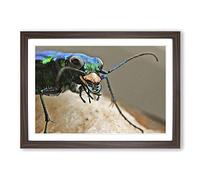 Big Box Art Tiger Beetle Insect Framed Wall Art Picture Print Ready to Hang, Walnut A2 (62 x 45 cm)