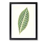 Big Box Art Tiger Plant Leaf by Benjamin Fawcett Framed Wall Art Picture Print Ready to Hang, Black A2 (62 x 45 cm)