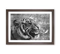 Big Box Art Tiger Vol.4 Painting Framed Wall Art Picture Print Ready to Hang, Walnut A2 (62 x 45 cm)
