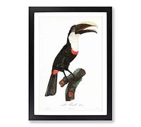 Big Box Art Toco Toucan by Jacques Barraband Framed Wall Art Picture Print Ready to Hang, Black A2 (62 x 45 cm)