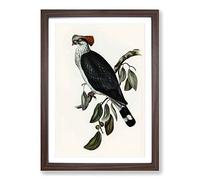 Big Box Art Top-Knot Pigeon by Elizabeth Gould Framed Wall Art Picture Print Ready to Hang, Walnut A2 (62 x 45 cm)