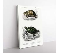 Big Box Art Tortoise & Turtle Illustrations PL. 1 by Charles d' Orbigny Canvas Wall Art Print Ready to Hang Picture, 76 x 50 cm (30 x 20 Inch), White, Grey, Blue, Green