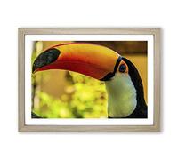 Big Box Art Toucan Bird (2) Framed Wall Art Picture Print Ready to Hang, Oak A2 (62 x 45 cm)