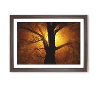 Big Box Art Tree at Sunset Vol.5 Painting Framed Wall Art Picture Print Ready to Hang, Walnut A2 (62 x 45 cm)