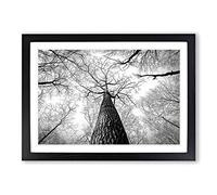 Big Box Art Tree Trunk Forest Framed Wall Art Picture Print Ready to Hang, Black A2 (62 x 45 cm)