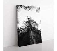 Big Box Art Trees in Sequoia National Park Canvas Wall Art Print Ready to Hang Picture, 76 x 50 cm (30 x 20 Inch), White, Black, Grey