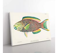 Big Box Art Tropical Fish by Henry Baldwin Canvas Wall Art Print Ready to Hang Picture, 76 x 50 cm (30 x 20 Inch), White, Green, Gold, Brown, Yellow