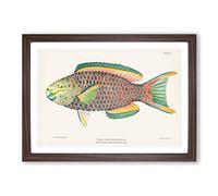 Big Box Art Tropical Fish by Henry Baldwin Framed Wall Art Picture Print Ready to Hang, Walnut A2 (62 x 45 cm)