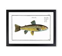 Big Box Art Trout Fish by M.E. Bloch Framed Wall Art Picture Print Ready to Hang, Black A2 (62 x 45 cm)
