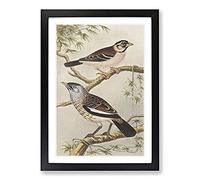 Big Box Art Two Birds On Branches by Theo Van Hoytema Framed Wall Art Picture Print Ready to Hang, Black A2 (62 x 45 cm)