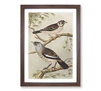 Big Box Art Two Birds On Branches by Theo Van Hoytema Framed Wall Art Picture Print Ready to Hang, Walnut A2 (62 x 45 cm)