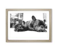 Big Box Art Two French Bulldogs Painting Framed Wall Art Picture Print Ready to Hang, Oak A2 (62 x 45 cm)