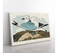 Big Box Art Two Kittiwake Gulls by John James Audubon Canvas Wall Art Print Ready to Hang Picture, 76 x 50 cm (30 x 20 Inch), White, Beige, Green, Black
