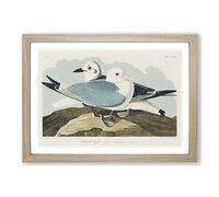 Big Box Art Two Kittiwake Gulls by John James Audubon Framed Wall Art Picture Print Ready to Hang, Oak A2 (62 x 45 cm)