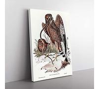 Big Box Art Two Square-Tailed Kites by Elizabeth Gould Canvas Wall Art Print Ready to Hang Picture, 76 x 50 cm (30 x 20 Inch), White, Grey, Brown, Black