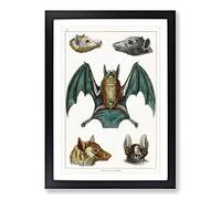 Big Box Art Various Bats by Oliver Goldsmith Framed Wall Art Picture Print Ready to Hang, Black A2 (62 x 45 cm)