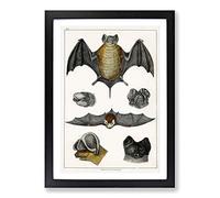 Big Box Art Various Bats XIII by Oliver Goldsmith Framed Wall Art Picture Print Ready to Hang, Black A2 (62 x 45 cm)