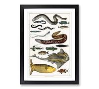 Big Box Art Various Fishes XXXIV by Oliver Goldsmith Framed Wall Art Picture Print Ready to Hang, Black A2 (62 x 45 cm)