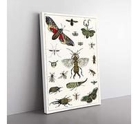 Big Box Art Various Insects by Oliver Goldsmith Canvas Wall Art Print Ready to Hang Picture, 76 x 50 cm (30 x 20 Inch), White, Grey, Green, Black