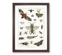 Big Box Art Various Insects by Oliver Goldsmith Framed Wall Art Picture Print Ready to Hang, Walnut A2 (62 x 45 cm)