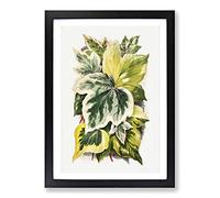Big Box Art Various Ivy Leaves by Shirley Hibberd Framed Wall Art Picture Print Ready to Hang, Black A2 (62 x 45 cm)
