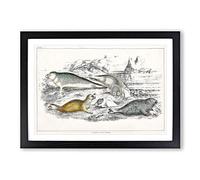 Big Box Art Various Seals XLVII by Oliver Goldsmith Framed Wall Art Picture Print Ready to Hang, Black A2 (62 x 45 cm)