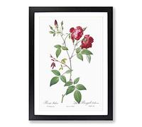Big Box Art Velvet China Rose in Pink by Pierre-Joseph Redoute Framed Wall Art Picture Print Ready to Hang, Black A2 (62 x 45 cm)