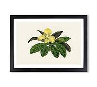 Big Box Art Venus Slipper Flower by Benjamin Fawcett Framed Wall Art Picture Print Ready to Hang, Black A2 (62 x 45 cm)