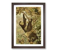 Big Box Art Vintage Brehms Tierlben Sloth Framed Wall Art Picture Print Ready to Hang, Walnut A2 (62 x 45 cm)