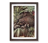 Big Box Art Vintage Charles Francis Newall Hedgehog & Young Framed Wall Art Picture Print Ready to Hang, Walnut A2 (62 x 45 cm)