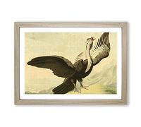 Big Box Art Vintage Charles R Ryley Condor Framed Wall Art Picture Print Ready to Hang, Oak A2 (62 x 45 cm)