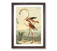 Big Box Art Vintage Charles R Ryley Flamingo Framed Wall Art Picture Print Ready to Hang, Walnut A2 (62 x 45 cm)