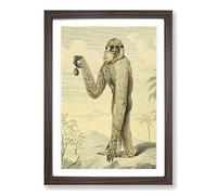 Big Box Art Vintage Charles R Ryley Long-Armed Gibbon Framed Wall Art Picture Print Ready to Hang, Walnut A2 (62 x 45 cm)