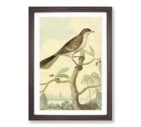Big Box Art Vintage Charles R Ryley Mocking Thrush Framed Wall Art Picture Print Ready to Hang, Walnut A2 (62 x 45 cm)