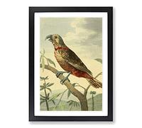 Big Box Art Vintage Charles R Ryley Southern Brown Parrot Framed Wall Art Picture Print Ready to Hang, Black A2 (62 x 45 cm)