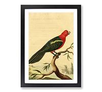 Big Box Art Vintage Charles R Ryley Tabuan Parrot Framed Wall Art Picture Print Ready to Hang, Black A2 (62 x 45 cm)