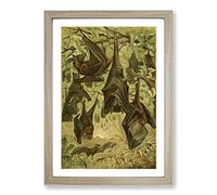 Big Box Art Vintage Flying Fox Bats Framed Wall Art Picture Print Ready to Hang, Oak A2 (62 x 45 cm)