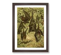 Big Box Art Vintage Flying Fox Bats Framed Wall Art Picture Print Ready to Hang, Walnut A2 (62 x 45 cm)
