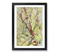 Big Box Art Vintage H Morin Leaf & Stick Insects Framed Wall Art Picture Print Ready to Hang, Black A2 (62 x 45 cm)