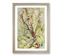 Big Box Art Vintage H Morin Leaf & Stick Insects Framed Wall Art Picture Print Ready to Hang, Oak A2 (62 x 45 cm)