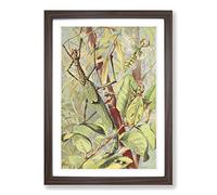 Big Box Art Vintage H Morin Leaf & Stick Insects Framed Wall Art Picture Print Ready to Hang, Walnut A2 (62 x 45 cm)