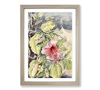 Big Box Art Vintage H Morin Orchid Mantis Framed Wall Art Picture Print Ready to Hang, Oak A2 (62 x 45 cm)