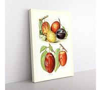 Big Box Art Vintage Illustrations of Plums Canvas Wall Art Print Ready to Hang Picture, 76 x 50 cm (30 x 20 Inch), White, Green, Red, Orange, Brown
