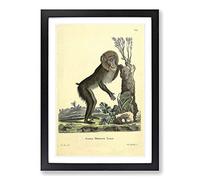 Big Box Art Vintage Jacques de Mandrill Framed Wall Art Picture Print Ready to Hang, Black A2 (62 x 45 cm)