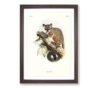 Big Box Art Vintage Joseph Wolf Bioko Allen's Bushbaby Framed Wall Art Picture Print Ready to Hang, Walnut A2 (62 x 45 cm)
