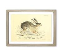 Big Box Art Vintage Joseph Wolf Black-Tailed Jack-Rabbit Framed Wall Art Picture Print Ready to Hang, Oak A2 (62 x 45 cm)